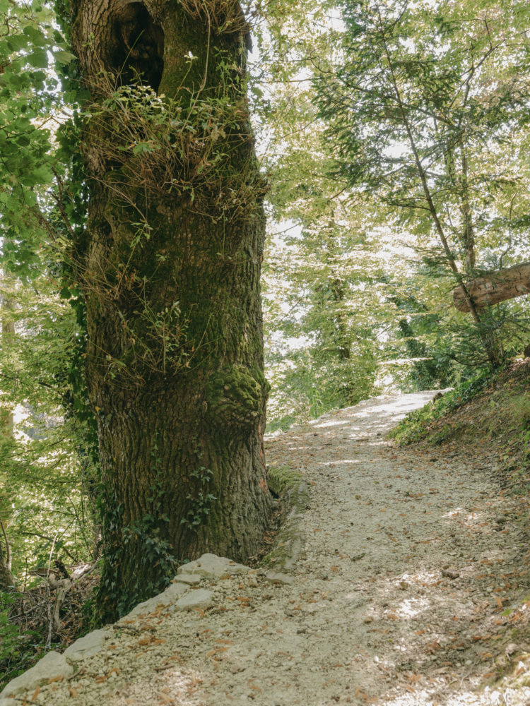 Aménagement de chemins publics à Carouge