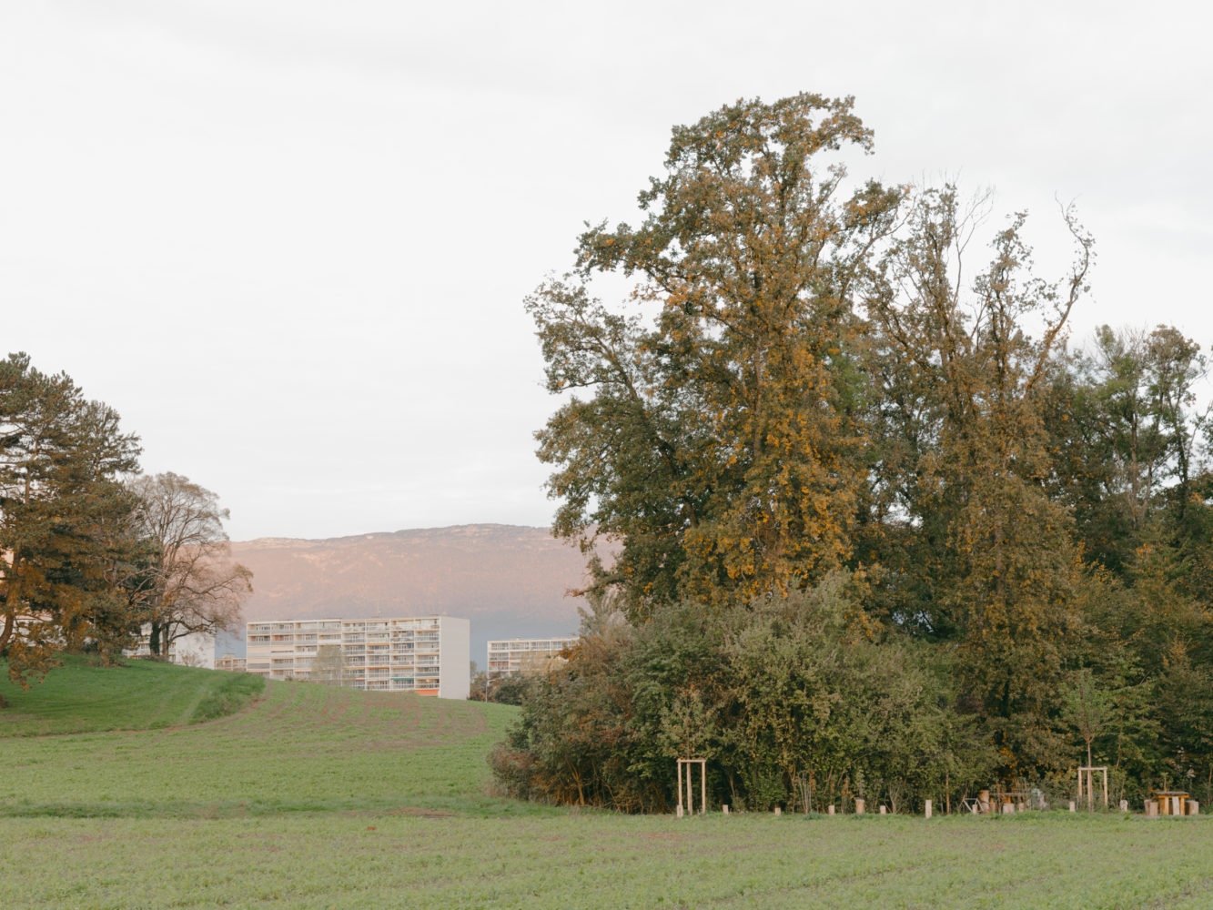 aménagement forestier du Bois de la citadelle, Meyrin