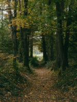 aménagement forestier du Bois de la citadelle, Meyrin