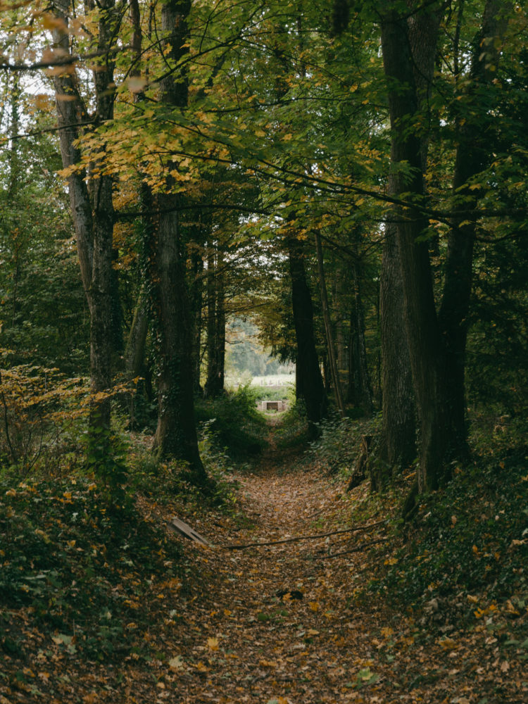 aménagement forestier du Bois de la citadelle, Meyrin