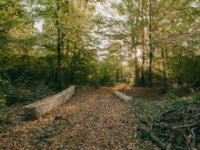 aménagement forestier du Bois de la citadelle, Meyrin
