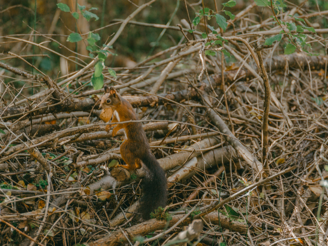 aménagement forestier du Bois de la citadelle, Meyrin