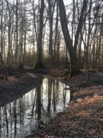 aménagement forestier du Bois de la citadelle, Meyrin