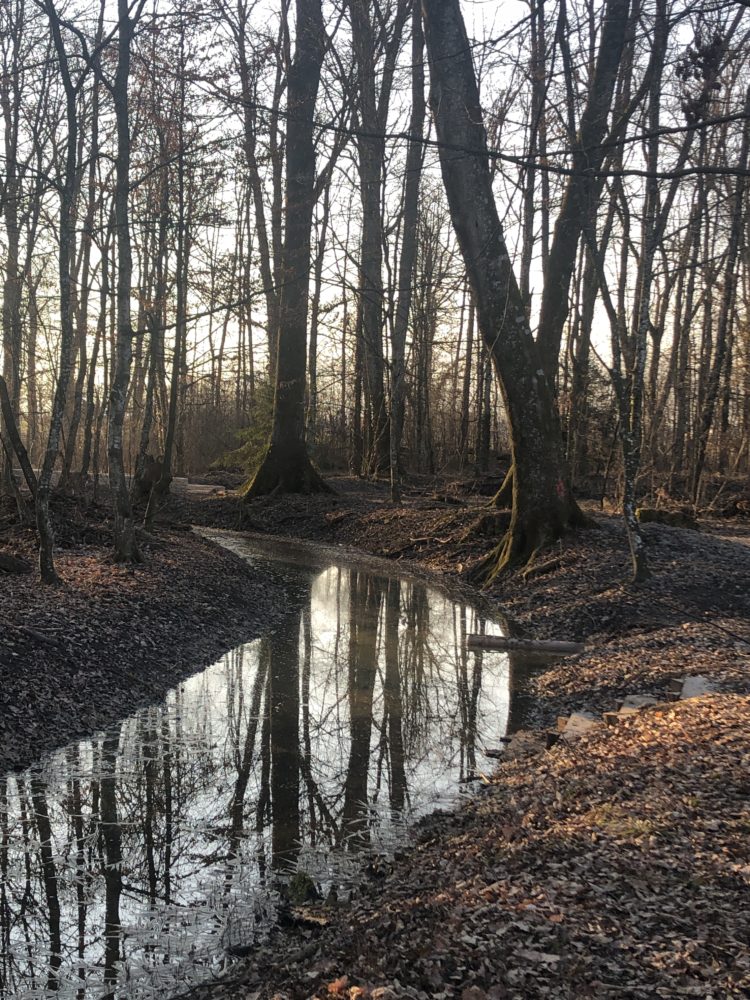 aménagement forestier du Bois de la citadelle, Meyrin