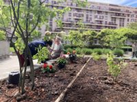 Chantier de jardinage avec les habitants
