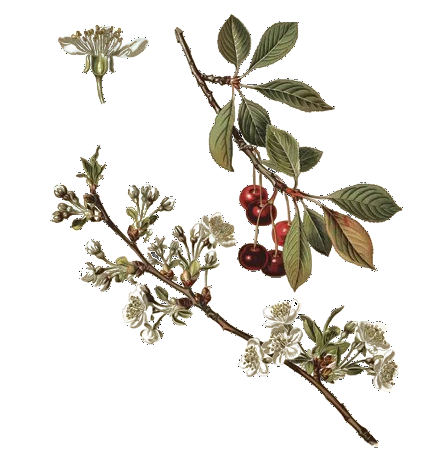 herbier_cerisier