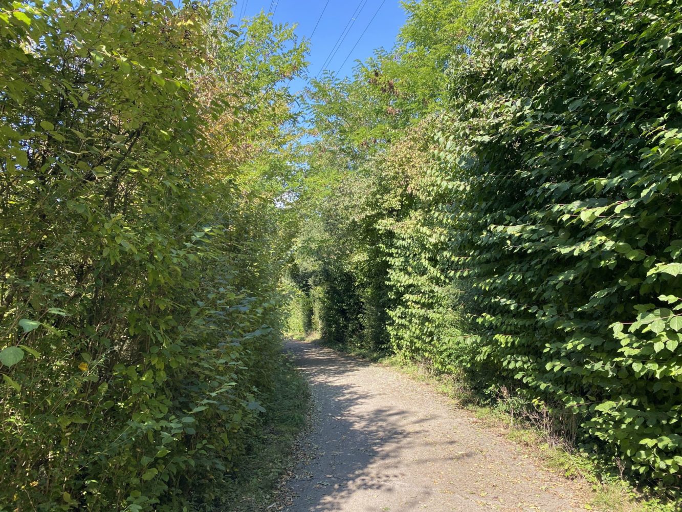 Renaturation du Nant d'Avril, sentier